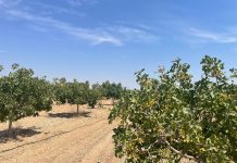 Opinión. La Mancha, laboratorio del crowdfunding agrícola en España desde 2018. Gonzalo Albero. Consejero delegado de Fellow Funders Fellow Funders