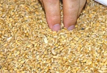 Sembrar cereal no es rentable por debajo de 300 euros/tonelada grano