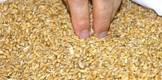 Sembrar cereal no es rentable por debajo de 300 euros/tonelada grano