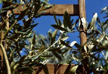Advierte del impacto del calor en el olivar, que se aleja de las previsiones de cosecha olivar