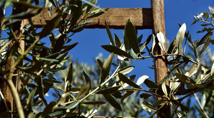 Advierte del impacto del calor en el olivar, que se aleja de las previsiones de cosecha olivar