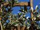 Advierte del impacto del calor en el olivar, que se aleja de las previsiones de cosecha olivar