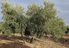 Ya se ha vendido todo el aceite de oliva producido en campaña olivos