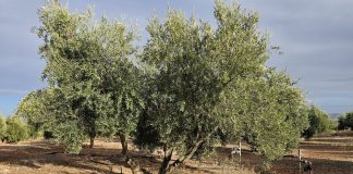 Ya se ha vendido todo el aceite de oliva producido en campaña olivos