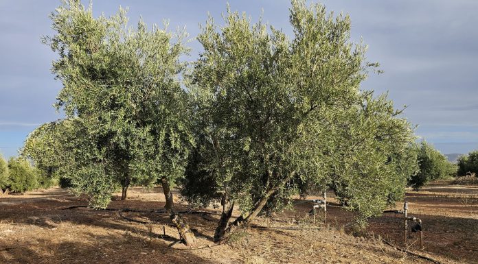 Ya se ha vendido todo el aceite de oliva producido en campaña olivos