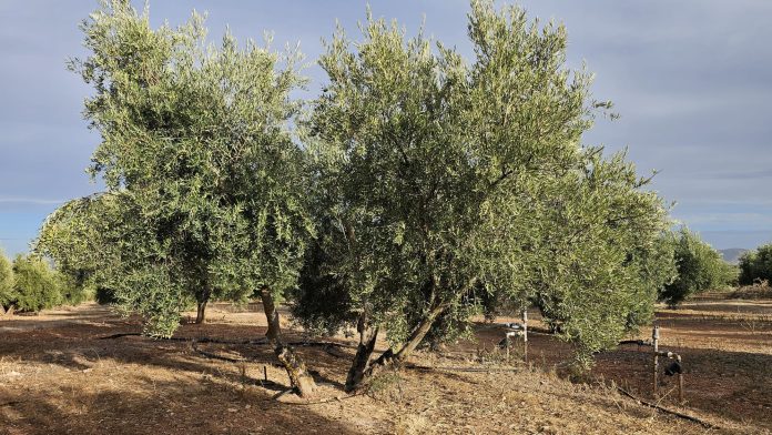 olivos