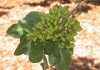Ponen a disposición del sector un servicio de identificación varietal de pistachero pistachos