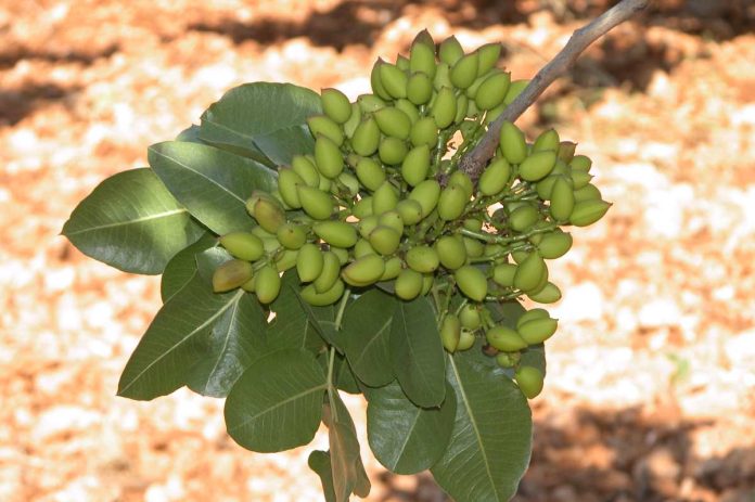 pistachos pistachos
