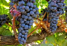 Los bajos precios de la uva llegan también a la DO Ribera del Duero uva Tempranillo