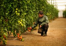 5 claves para mejorar el rendimiento y la sostenibilidad de cultivos tomates