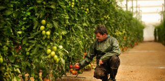 5 claves para mejorar el rendimiento y la sostenibilidad de cultivos tomates