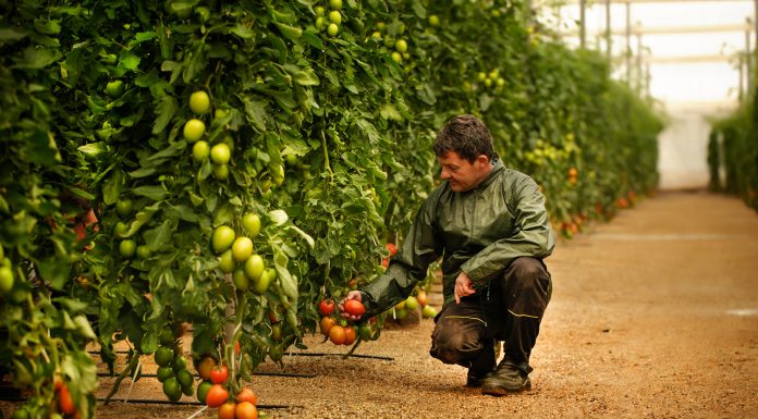 5 claves para mejorar el rendimiento y la sostenibilidad de cultivos tomates
