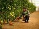 5 claves para mejorar el rendimiento y la sostenibilidad de cultivos tomates