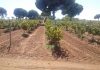 Ante el descenso de la producción, los agricultores confían en que a menos uvas mayores precios vendimia mecanizada