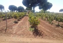 Ante el descenso de la producción, los agricultores confían en que a menos uvas mayores precios vendimia mecanizada