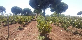 Ante el descenso de la producción, los agricultores confían en que a menos uvas mayores precios vendimia mecanizada