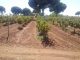 Ante el descenso de la producción, los agricultores confían en que a menos uvas mayores precios vendimia mecanizada