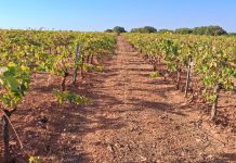 Abierta la inscripción para la jornada de campo gratuita sobre implantación de cubiertas vegetales en viña, olivar y pistacho viñedo