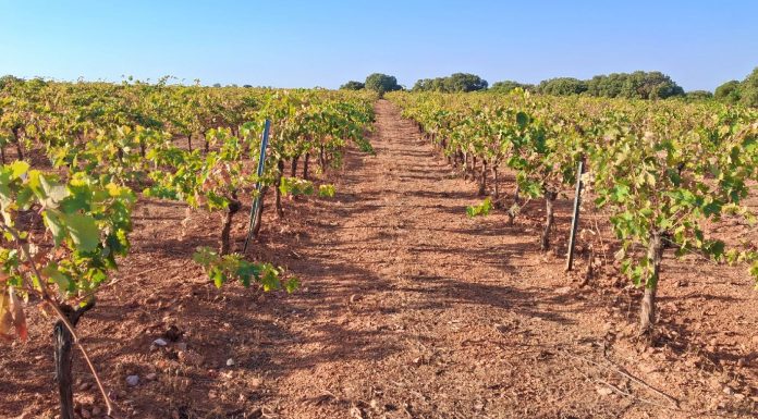 Abierta la inscripción para la jornada de campo gratuita sobre implantación de cubiertas vegetales en viña, olivar y pistacho viñedo