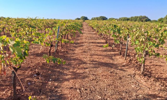viñedo viñedo