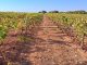 Abierta la inscripción para la jornada de campo gratuita sobre implantación de cubiertas vegetales en viña, olivar y pistacho viñedo