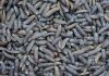 Agroinsecta utilizará a los insectos para transformar restos de la actividad agraria en abono ecológico gusanos