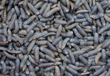 Agroinsecta utilizará a los insectos para transformar restos de la actividad agraria en abono ecológico gusanos