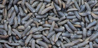 Agroinsecta utilizará a los insectos para transformar restos de la actividad agraria en abono ecológico gusanos