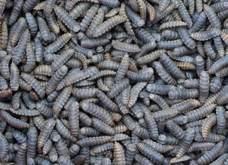 Agroinsecta utilizará a los insectos para transformar restos de la actividad agraria en abono ecológico gusanos