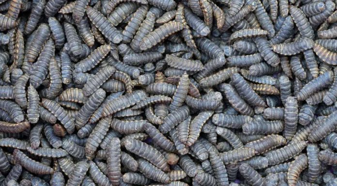 Agroinsecta utilizará a los insectos para transformar restos de la actividad agraria en abono ecológico gusanos