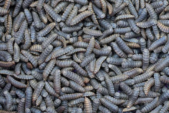 gusanos