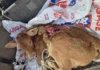Ganaderos denuncian que el lobo tiene “bufé libre” en una provincia española ataques de lobos