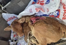 Ganaderos denuncian que el lobo tiene “bufé libre” en una provincia española ataques de lobos