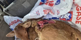 Ganaderos denuncian que el lobo tiene “bufé libre” en una provincia española ataques de lobos