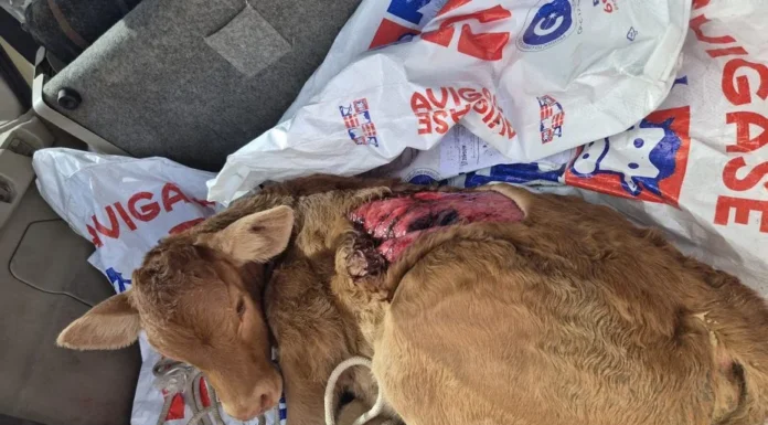 Ganaderos denuncian que el lobo tiene “bufé libre” en una provincia española ataques de lobos