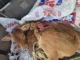 Ganaderos denuncian que el lobo tiene “bufé libre” en una provincia española ataques de lobos