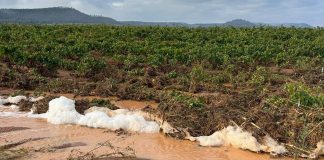 Llueve sobre dañado: nuevos destrozos en los cultivos de Requena cultivos de Requena