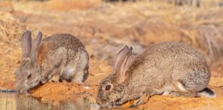 Ya se pueden pedir las ayudas por daños de conejos a los cultivos conejos