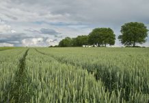 La PAC supera los 5.168 millones en pagos hasta agosto de 2026 cereales
