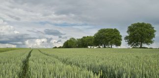 La PAC supera los 5.168 millones en pagos hasta agosto de 2026 cereales