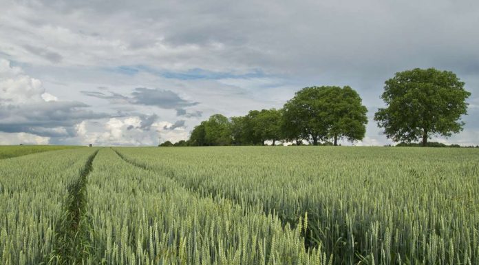 La PAC supera los 5.168 millones en pagos hasta agosto de 2026 cereales