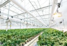 Del cáñamo industrial al hachís CBD: cómo se obtiene la resina cáñamo