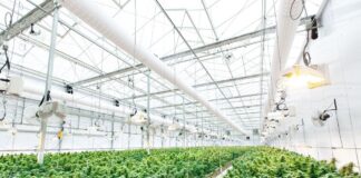 Del cáñamo industrial al hachís CBD: cómo se obtiene la resina cáñamo